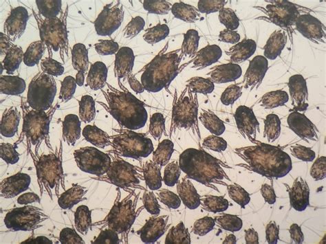 Ilustrácia rôznych kožných parazitov psa