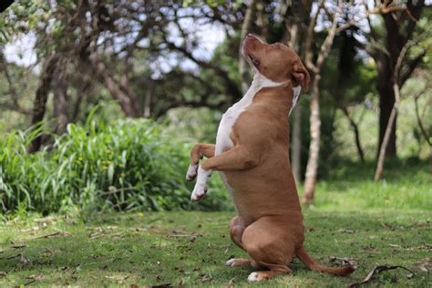 Ilustrácia priateľského amerického pitbulteriéra s rodinou