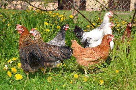plemena-vlastnosti.jpg
