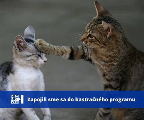 Infografika: Typy škrabadiel a ich vhodnosť podľa veľkosti mačky