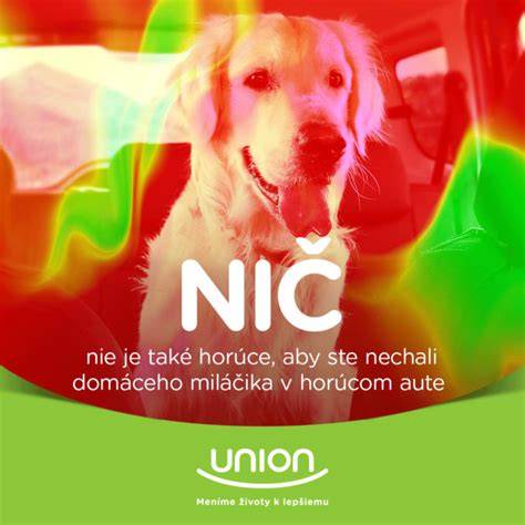 Foto: Život domáceho miláčika v útulnom interiéri