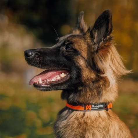 Obojok COLLAR Soft - vizuálny príklad kvality a detailu
