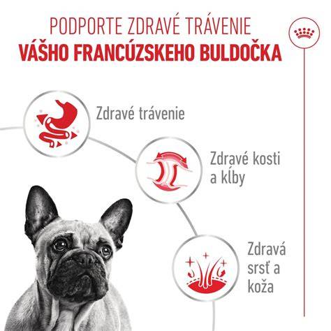 Infografika: Efektívny krátky tréningový proces pre francúzske buldočky