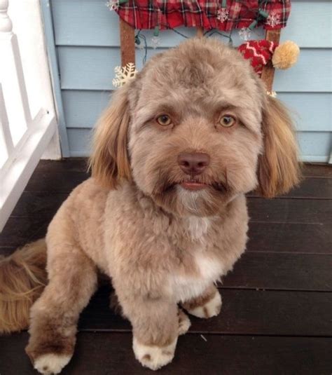 Pes Max s ľudskou tvárou