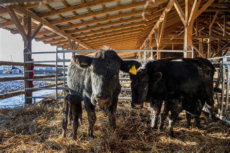 Fotografie stáda Wagyu a produkčných priestorov na farme Krontorádových