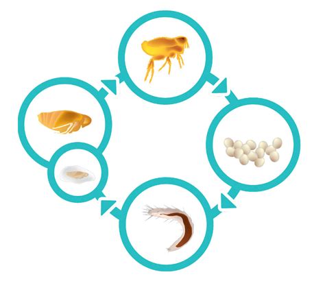 Mikroskopický snímok parazitov (blchy, roztoče)