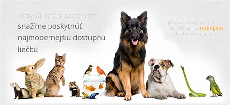 Veterinárny lekár vykonáva vyšetrenie psa