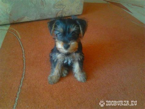 Šteniatko yorkšírskeho teriéra na novinách