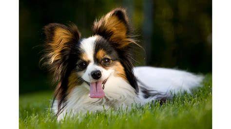 historia_papillon_16_storoci