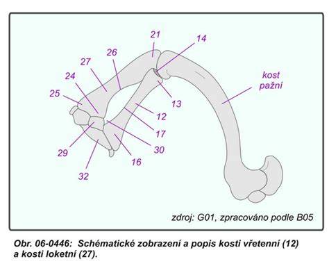 schema rastu kostí a kĺbov u šteňaťa