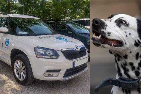Obrázok policajta a policajného psa v služobnej hliadke