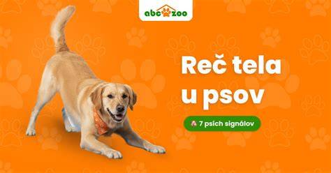 Infografika: Signály psieho tela a ako ich čítať