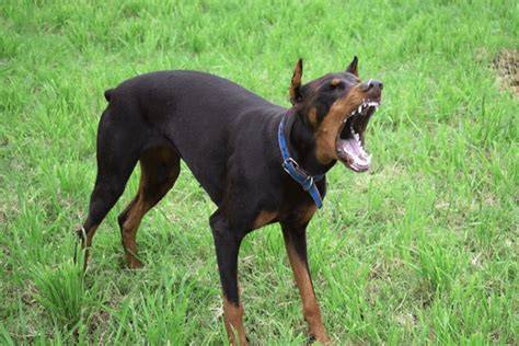 Infografika: Tok noviniek a zľavových kampaní Doberman’s Aggressive