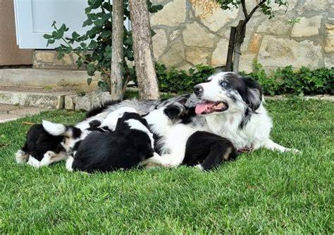 Border Collie pri práci s ovcami
