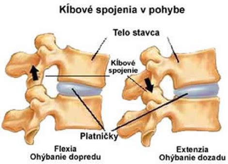Ilustrácia stavcov a medzistavcových platničiek