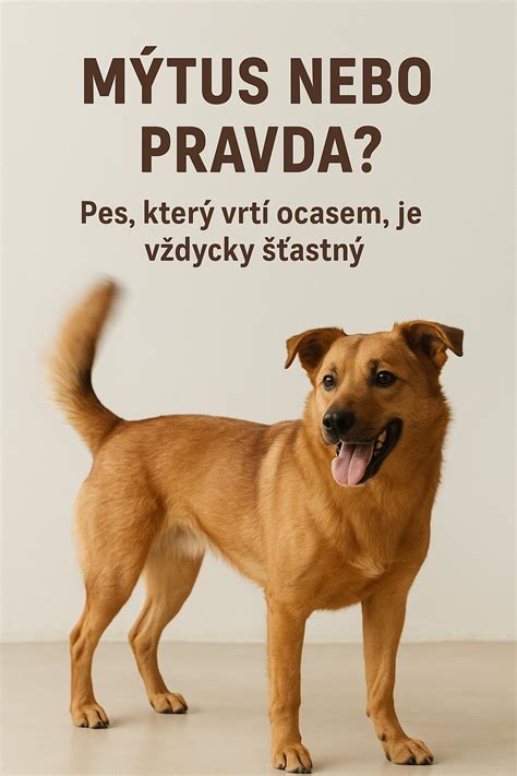 Pes šťastne vrtí chvostom