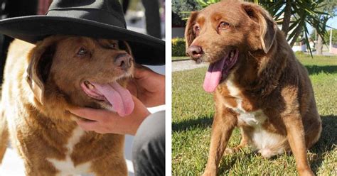 Pes hlboko pozerajúci svojmu majiteľovi do očí