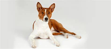 Basenji - pes, ktorý nešteká - ilustračné