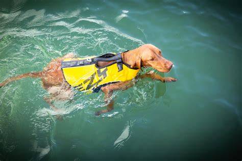 Infografika: Ako funguje plávacia vesta pre psa
