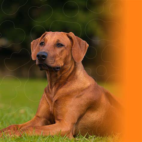 moderný ridgeback v teréne