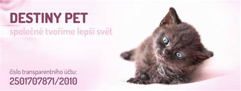 pes-hravost-oči