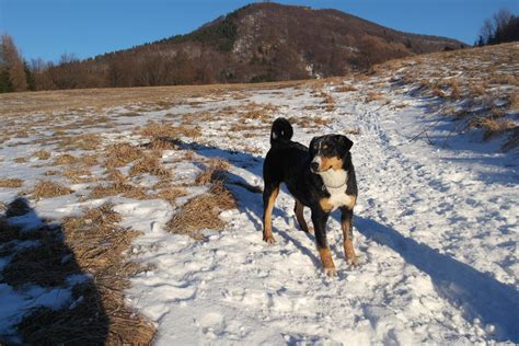 Majiteľ hrajúci sa s Appenzellským salašníckym psom