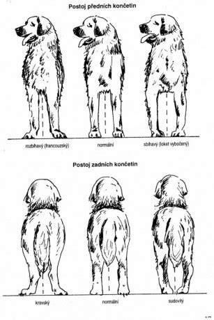 Infografika: Základné signály šťastia psa (chvost, postoj tela, pohyb očí)