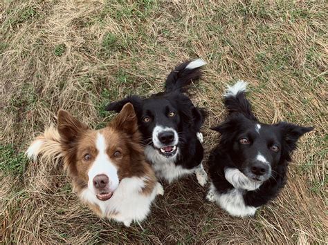 Štandardné sfarbenia Border kólie