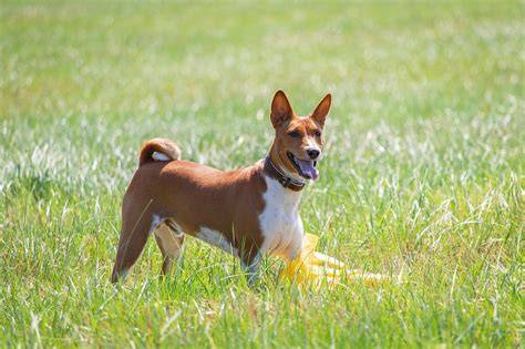 basenji pitie a močenie - príznaky Fanconiho syndrómu