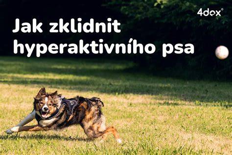 Infografika: Signály psa pri hluku a tipy na zvládanie