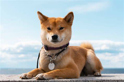 Infografika: odporúčané zloženie krmiva pre Shiba Inu