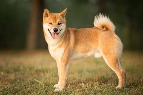 Infografika: Miesta pre tetovanie psov a Shiba Inu