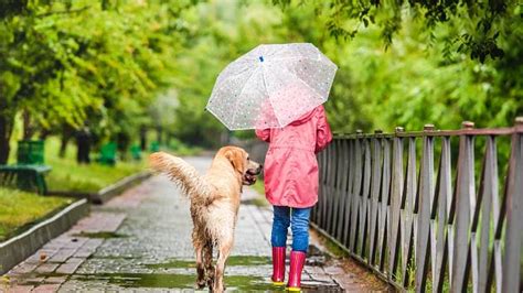 Pes dychčiaci v horúcom počasí