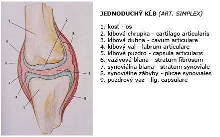 Graf: Rozloženie zdravotných rizík basetov (dysplázia bedrových kĺbov, otitída, očné problémy)