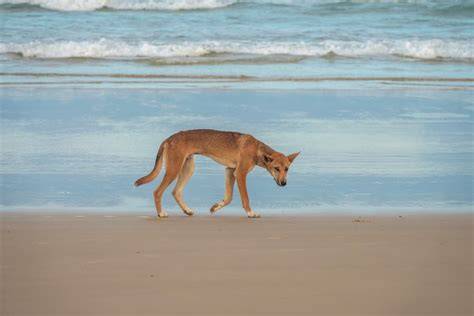 Infografika: Porovnanie polstrovaného postroja Red Dingo s bežnými postrojmi