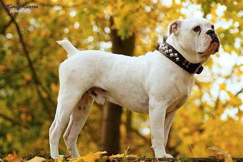 Staroanglický buldog - svalnatá postava a proporcie