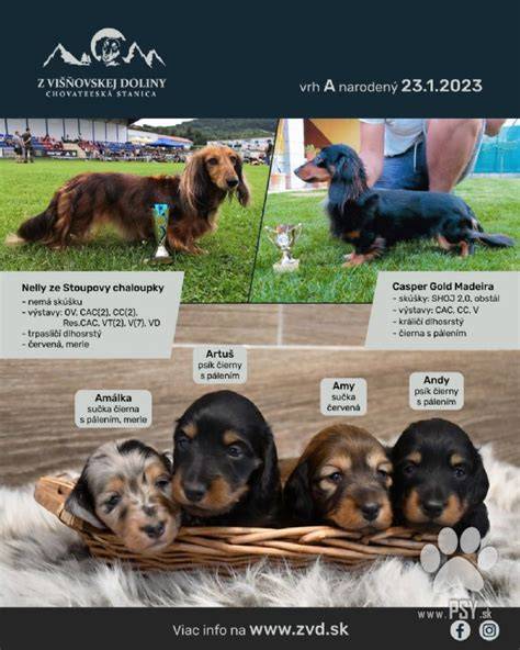 Infografika: typy jazvečíkov (krátkosrstý, dlhosrstý, hrubosrstý, trpasličí) a základné rozdiely vo veľkosti a údržbe