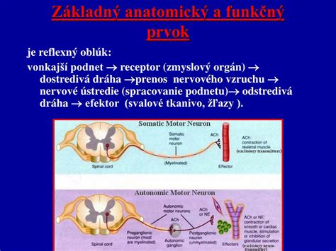 Infografika: Rozloženie reflexného oblúka a jeho častí (receptor, dráha, centrum, výkonný orgán)