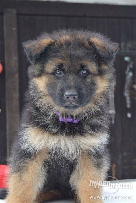 Porovnanie vzhľadu nemeckého ovčiaka a sibírskeho huskyho