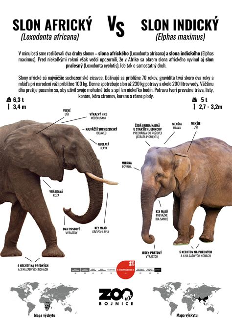 Infografika: evolučné vzťahy medzi dingom, vlkmi a domestikovanými psami
