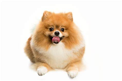 Obrázok: Kríženec Pomeranian a Nemecký Špic
