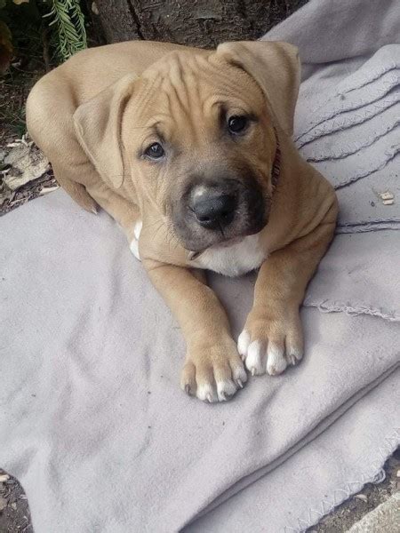 Šteniatko amerického pitbulteriéra