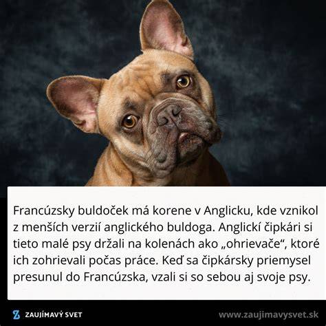 Infografika: Pôvod francúzskeho buldočka a hlavné míľniky v histórii plemena