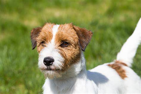 Diagrama typickej sociálnej interakcie Jack Russell teriéra so zvieratami a deťmi