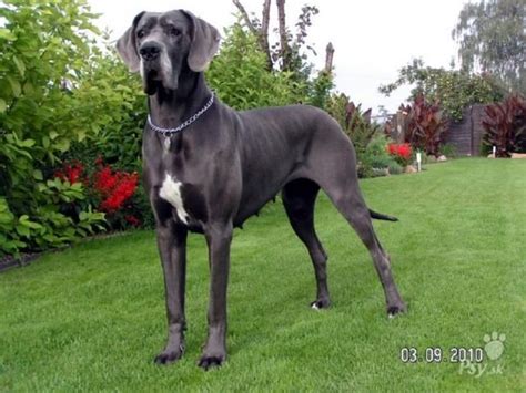 Nemecká doga Zeus