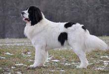 historická ilustrácia Landseer psov