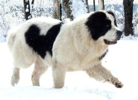 silný Landseer pes s čierno-bielou srsťou