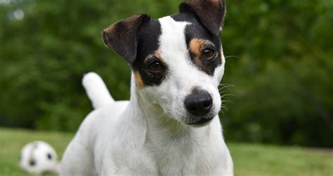 Portrét psa plemena Jack Russell Teriér