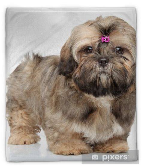 Shih Tzu portrét