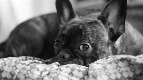 Fotografia: French Bulldog v interiéri